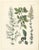 Calwer, Botanical Plates of Technical Plants, 1854, Prints, Set of 12 For Sale - Image 12 of 15