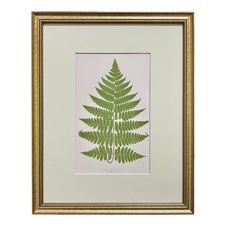 Antique Botanical Lithograph of a Fern Print by Edward J. Lowe London C.1867 For Sale