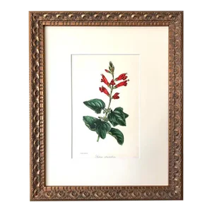 Antique Red Floral Botanical Lithograph Published C. 1860 by Samuel Holden
