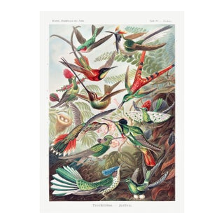 Hummingbirds Vintage Art Print Reproduction, Natural History Bird Artwork, 40" X 60" For Sale