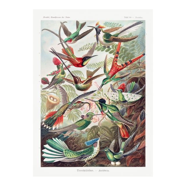 Hummingbirds Vintage Art Print Reproduction, Natural History Bird Artwork, 40" X 60" For Sale
