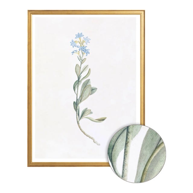 White Celerie Kemble Curated Australian Botanical Set of 9 (24X30) in Gold Frame For Sale - Image 8 of 11