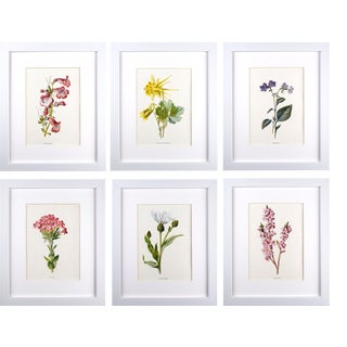 Antique English Botanical Prints by Hulme C.1900 - Set of 6 For Sale