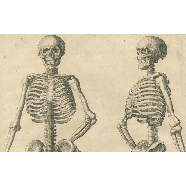 Anatomical Skeleton Study, 1745, Paper For Sale - Image 6 of 9