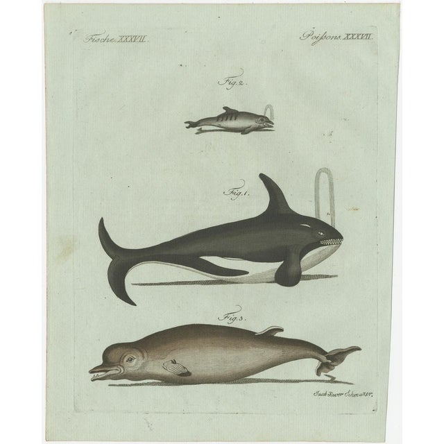 Bertuch, Orca, Whale and Dolphin, 1805, Engraving For Sale - Image 3 of 9