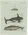 Bertuch, Orca, Whale and Dolphin, 1805, Engraving For Sale - Image 3 of 9