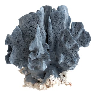 Natural Blue Coral Specimen Coastal Decor For Sale