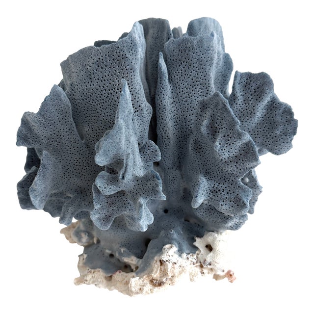 Natural Blue Coral Specimen Coastal Decor For Sale