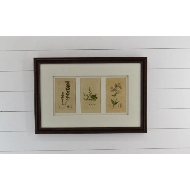3 Antique botanical prints from a flower book prints framed.