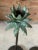 Traditional Pair of Tropical Coastal Palm Tree Metal Candlesticks With Verdigris Green Fronds For Sale - Image 3 of 12
