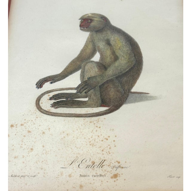 Set of 4 Hand-Colored French Primate Engravings by Jean-Baptiste Audebert For Sale - Image 4 of 18