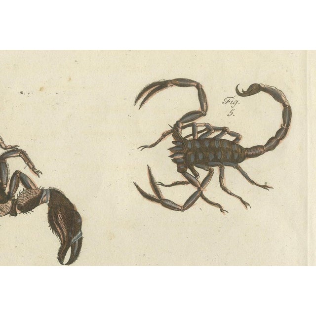 Bertuch, Tarantula, Spiders and Scorpions, 1790, Engraving For Sale - Image 3 of 10