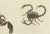 Bertuch, Tarantula, Spiders and Scorpions, 1790, Engraving For Sale - Image 3 of 10