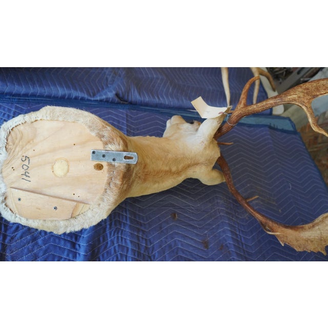 Leucistic Fallow Deer Head Bust Mount For Sale - Image 18 of 18