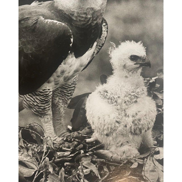Rare 1975 'harpy Eagle Mother & Baby Fledgling' in Nest Neil Rettig Photograph For Sale - Image 11 of 12