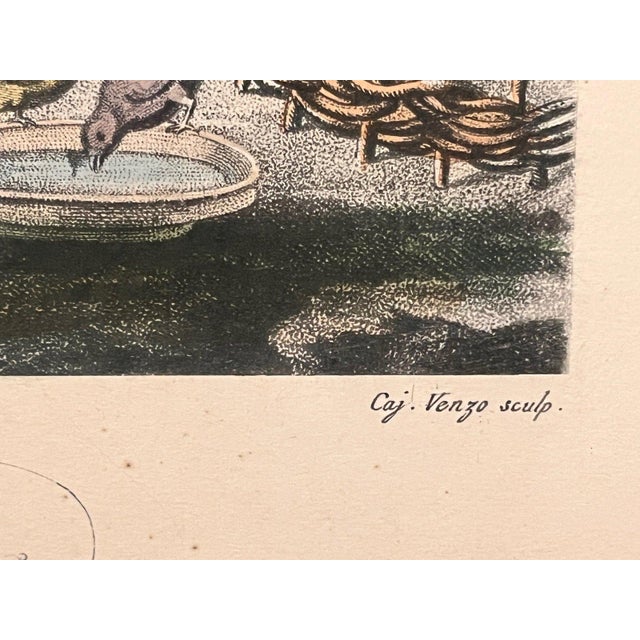 1920s The Birds Nest R. Westall A. Zaffonato Hand-Colored Engraving Regency - Set of 2 For Sale - Image 16 of 17