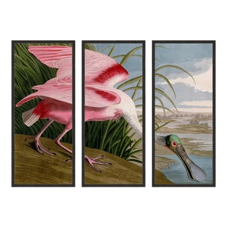 Audubon's Roseate Spoonbill Triptych Framed in Black - Set of 3 For Sale