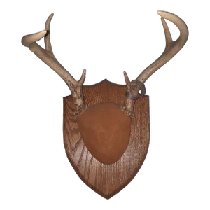 Mid 20th Century Trophy Deer Antler Mount