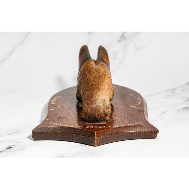 Nice Deer Hoof Wood Shield Mounted Antique English Taxidermy Hunting Trophy For Sale - Image 12 of 14