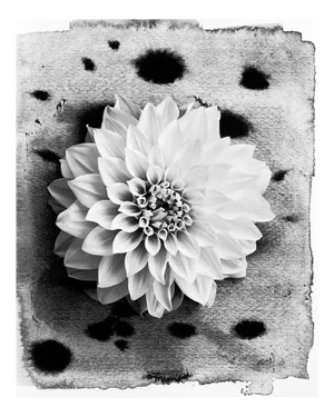 Dahlia on Ink no.3 - Floral Film Photography in Composition with Ink Abstraction 2023