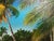 Impressionist Tropical Beach Oil Painting Signed M Gordon, Palm Tree Seascape, Caribbean Coast For Sale - Image 3 of 13