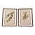 Framed Vintage Botanicals Set of 2 -Authentic 1963 Prints For Sale