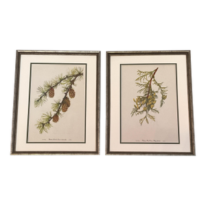 Framed Vintage Botanicals Set of 2 -Authentic 1963 Prints