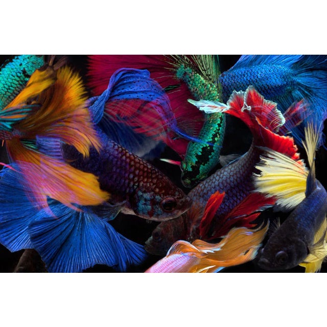 Betta 88 Fine Art Photograph For Sale