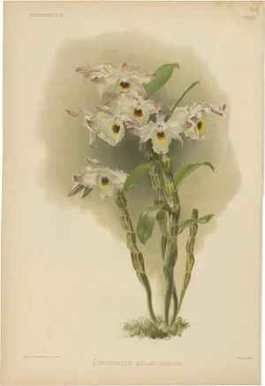 After Henry Moon, Orchid Dendrobium Melanodiscus, 1888, Print