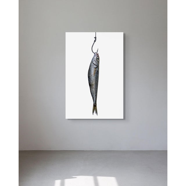 Contemporary Anchovy by Sivan Roshianu — Limited Edition Metal Print, Edition of 10 For Sale - Image 3 of 5