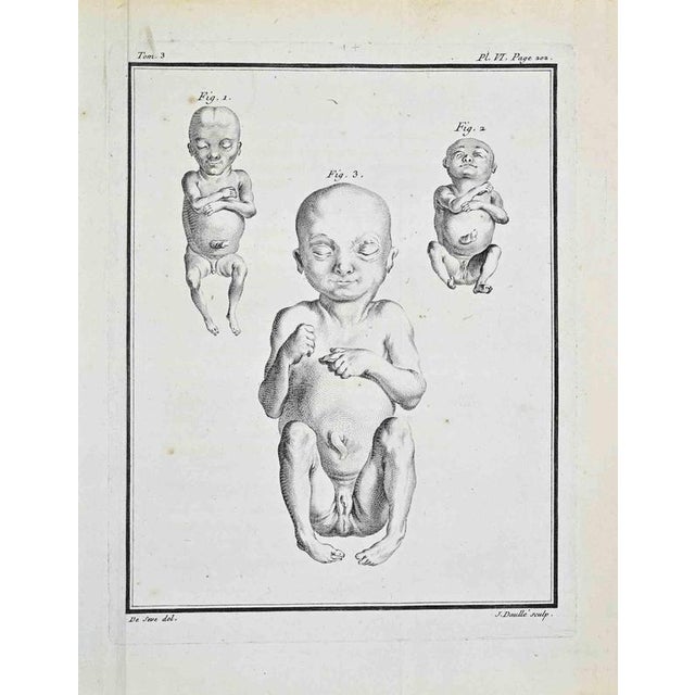 Plate from Buffon's Histoire Naturelle, Générale et Particulière Tome III, Plate VI, page 202 Paris, Imprimerie Royale,...