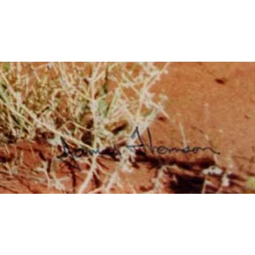 Realism Vintage Color Photograph by James Thomson "Yellow Flowers Hurrah Pass" Signed and Framed For Sale - Image 3 of 4