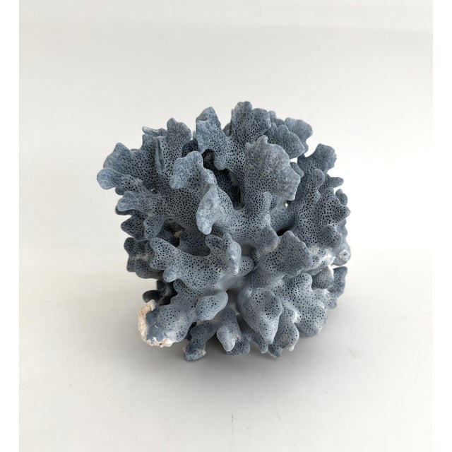 Late 20th Century Natural Blue Coral Specimen For Sale - Image 5 of 7