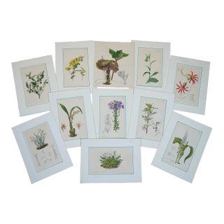 Early 20th Century Antique Curtis Botanical Magazine Lithograph Prints Ross-Craig Snelling - Set of 11 For Sale