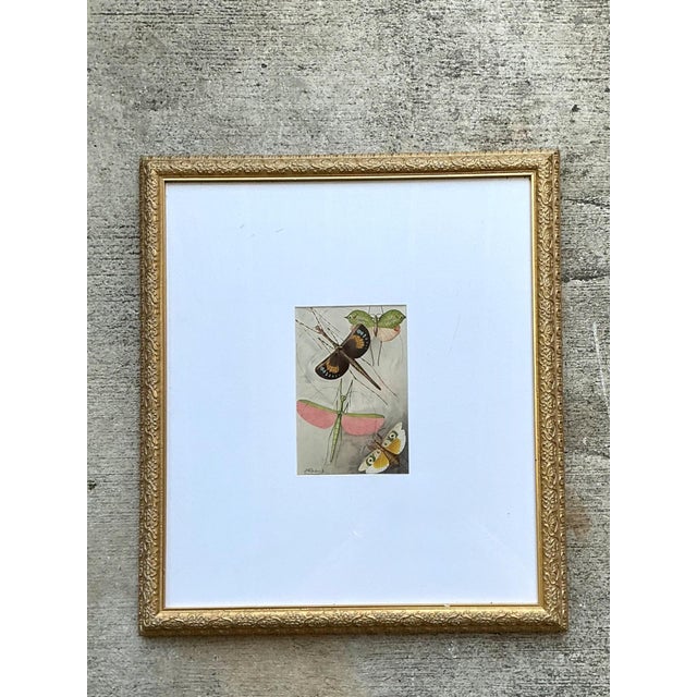 Late 20th Century Vintage Botanical Insect Study in Gilt Frame For Sale - Image 5 of 14