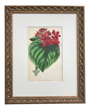 Antique Botanical Lithograph Published C. 1860 by S. Holden