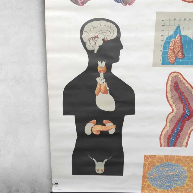 1970s Pull-Down Chart of Endocrine System, 1970s For Sale - Image 5 of 11