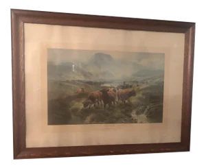 Scottish Cattle Framed Print