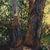 Evening's Glow by Deb Komitor | Oil Painting of trees in a forest with warm light For Sale