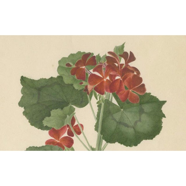 A.L., Two Stems with Red Flowers, 1819, Watercolor For Sale - Image 6 of 11