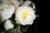 Italian Round Glass and Artificial White Peony Composition from VGnewtrend For Sale - Image 4 of 8