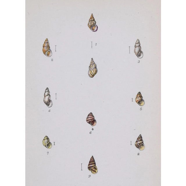 19th Century Antique Hand Colored English Shell Print by John Jeffreys 1869 For Sale - Image 4 of 6