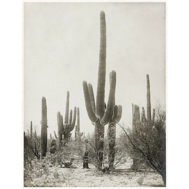 Contemporary Reproduction of Vintage Saguaro Cactus Photograph - 24" X 30" For Sale