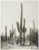 Contemporary Reproduction of Vintage Saguaro Cactus Photograph - 24" X 30" For Sale