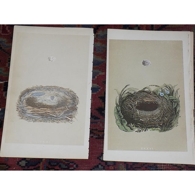 Authentic Antique 19th Century Hand Colored Bird Nest & Egg Lithographs - Set of 12 For Sale - Image 4 of 9
