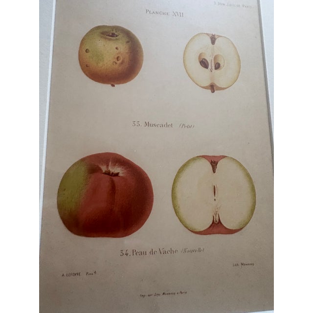 Series of 4 19th C Hand Colored Engravings of Apples For Sale - Image 16 of 17