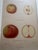 Series of 4 19th C Hand Colored Engravings of Apples For Sale - Image 16 of 17