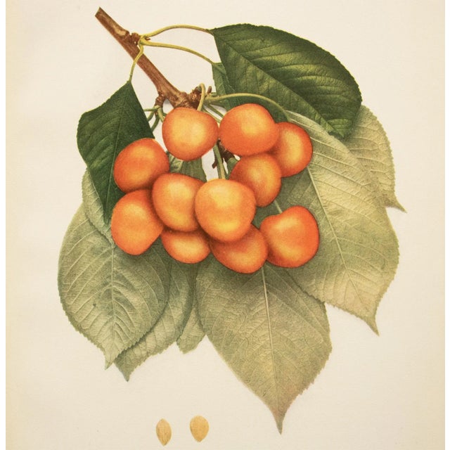 1900 - 1909 1900s U. P. Hedrick, Original Antique Photogravure of Napoleon Cherries For Sale - Image 5 of 7