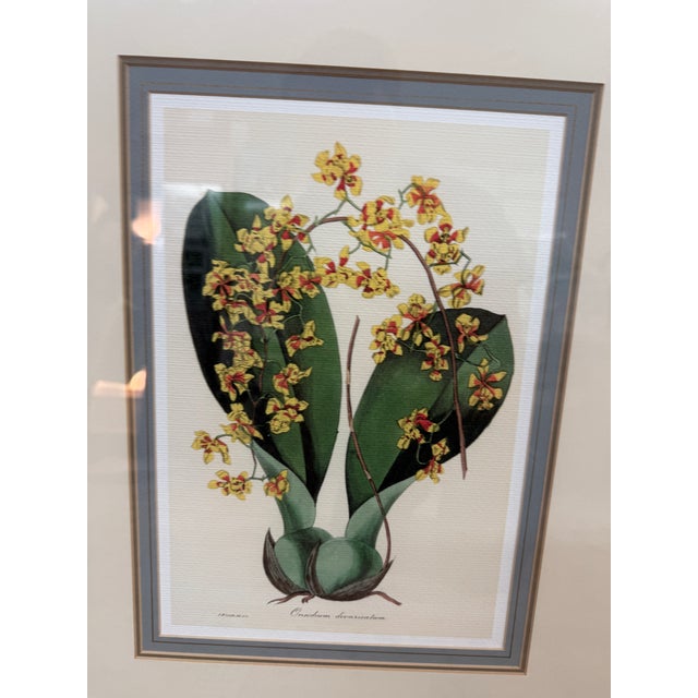 Yellow Botanical Art Prints, Set of Three For Sale - Image 9 of 12