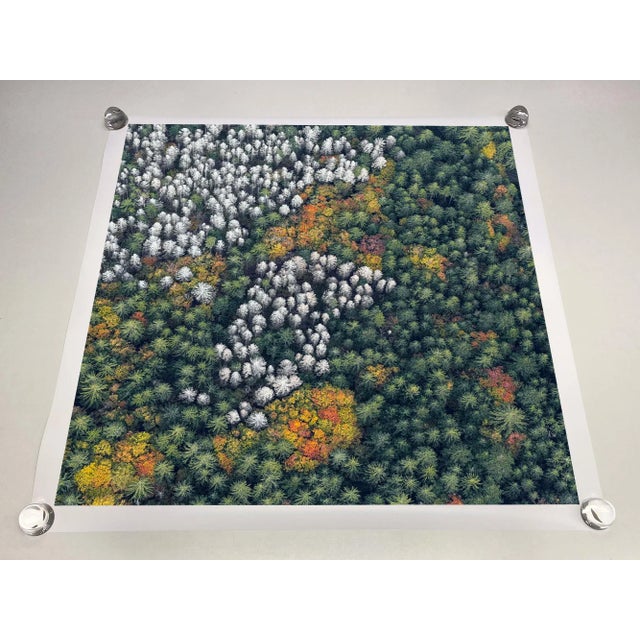 Contemporary "Bavarian_Forest_014" Size D Limited Edition Fine Art Photograph by Bernhard Lang For Sale - Image 3 of 7